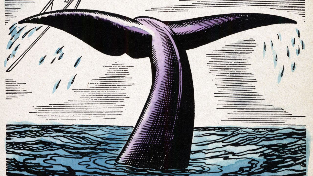 02 Moby Dick illustration shaerf opinion RESTRICTED