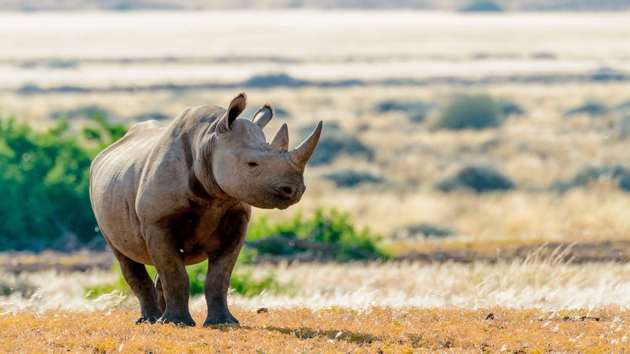 02 namibia black rhino FILE