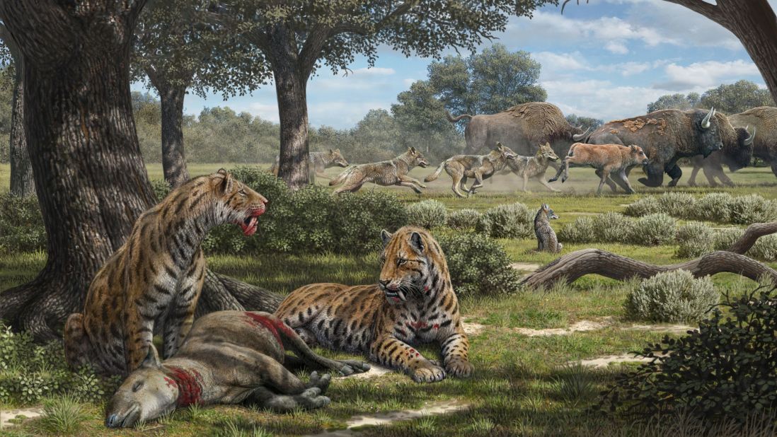 Saber-toothed cats, dire wolves and coyotes had different hunting patterns according to a new study of predator fossils found in the La Brea Tar Pits. 