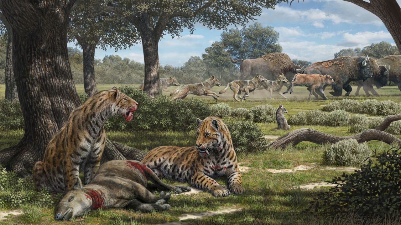 Saber-toothed cats, dire wolves and coyotes had different hunting patterns according to a new study of predator fossils found in the La Brea Tar Pits. 