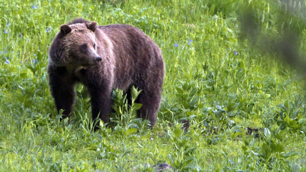 FILE - This July 6, 2011, file photo shows a grizzly bear roaming near Beaver Lake in Yellowstone National Park, Wyo. The Montana Fish and Wildlife Committee is set to take a final vote on proposed rules to hunt grizzly bears if federal protections are lifted. (AP Photo/Jim Urquhart, File)