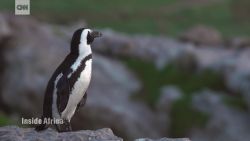 Inside Africa South Africa African Penguins_00001119.jpg