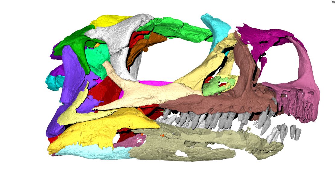 A Micro-CT scan of a Ngwevu intloko skull.