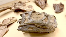 Ngwevu skull pictured in the museum collection. Fossil hunters have discovered a new species of dinosaur that has been hidden in plain sight in a South African museum collection for 30 years.