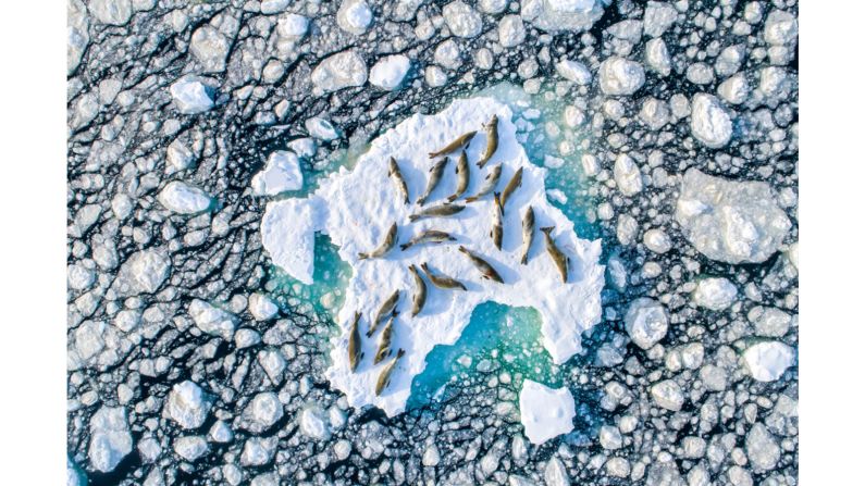 <strong>Winner Wildlife category -- "Crabeater Seals on Ice": </strong>Florian Ledoux's photo of crabeater seals resting on the broken ice of the Antarctic peninsula prevailed in this section.