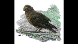  Reconstruction of the giant parrot Heracles, dwarfing a bevy of 8cm high Kuiornis -- small New Zealand wrens scuttling about on the forest floor.