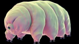 illustration of a water bear