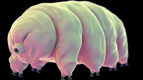 Thousands of tardigrades -- also known as 'water bears' or 'moss piglets' -- were on board the Beresheet spacecraft when it crash landed on the moon in April.