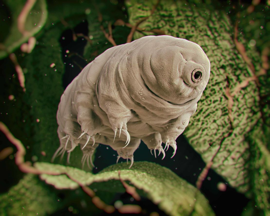 Tardigrades live all over the world in some of the most extreme environments. 