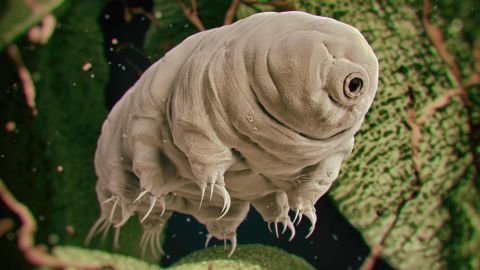 Tardigrades live all over the world in some of the most extreme environments. 