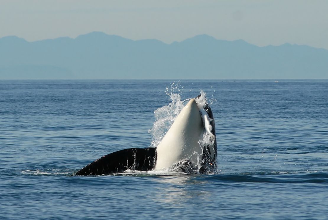 L84 was the last of a female lineage of 11 whales, 10 of whom have died.