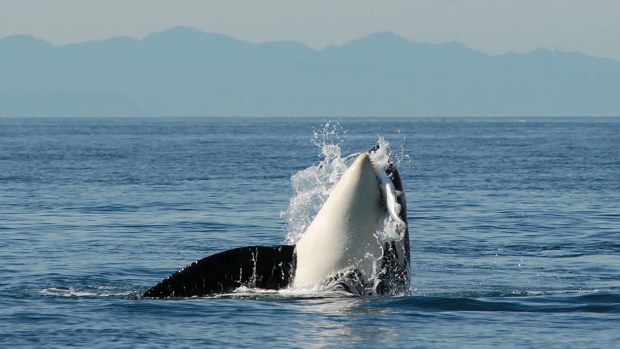L84 was the last of a female lineage of 11 whales, 10 of whom have died.