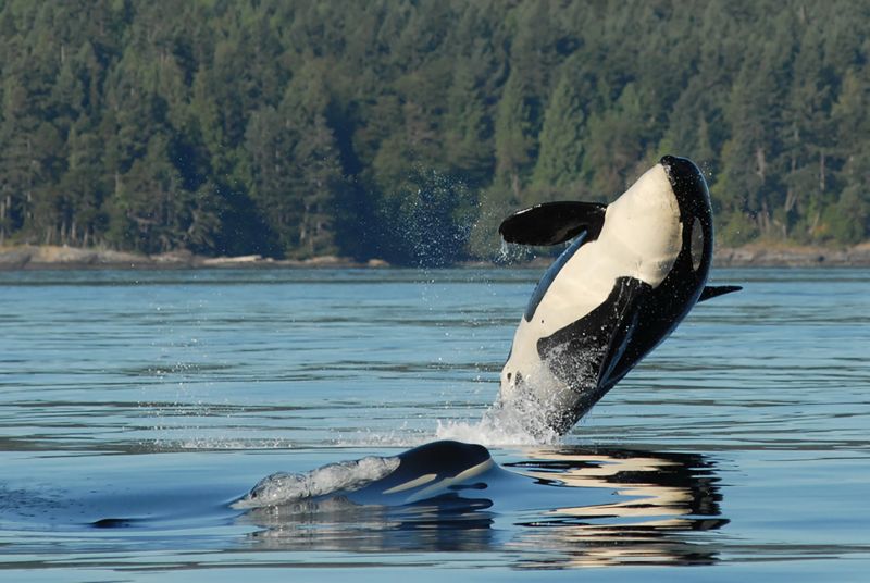 3 Orcas From An Extremely Endangered Group Are Presumed Dead, Leaving ...