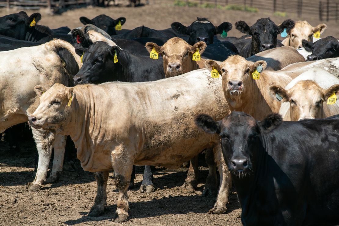 Raising cattle is one of the key reasons why the world's food system contributes up to 37% of global greenhouse gas emissions, the new report said.