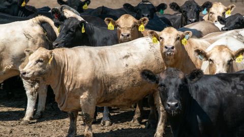 Raising cattle is one of the key reasons why the world's food system contributes up to 37% of global greenhouse gas emissions, the new report said.