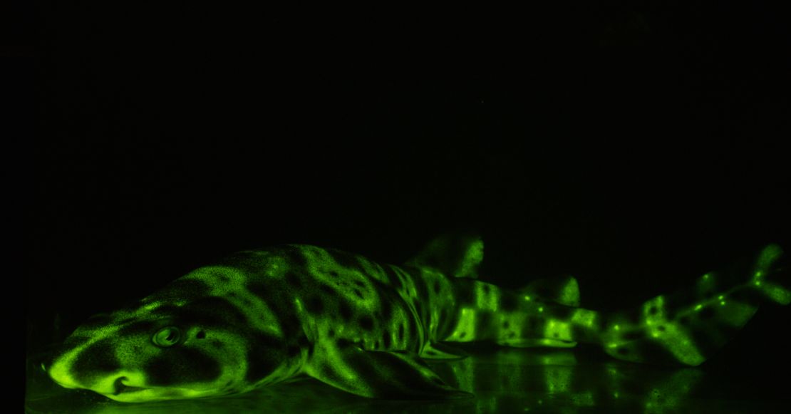 A glowing swell shark.