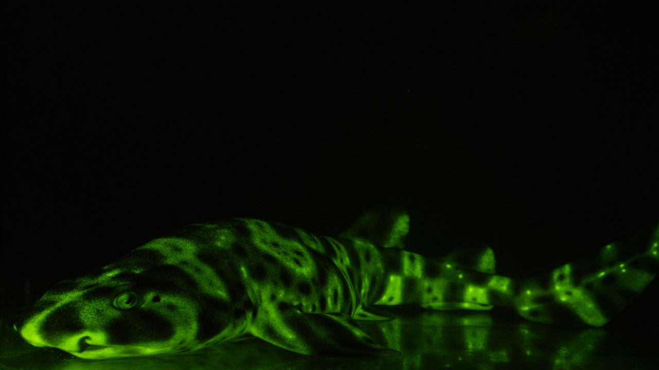 A glowing swell shark.