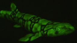 green glowing sharks - catshark