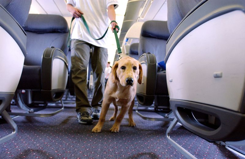 Taking an emotional support store animal on a plane