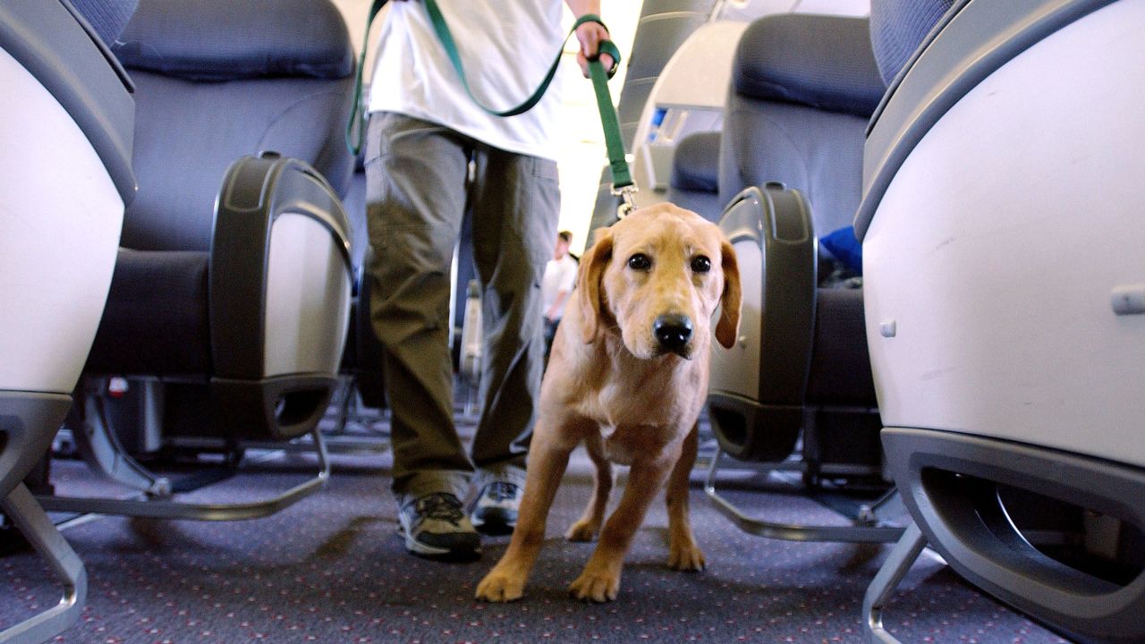 support dogs airplane