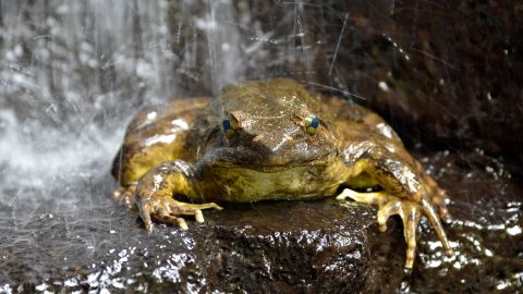 Scientists have discovered that Goliath frogs (Conraua goliath) move heavy rocks to create ponds for their offspring.