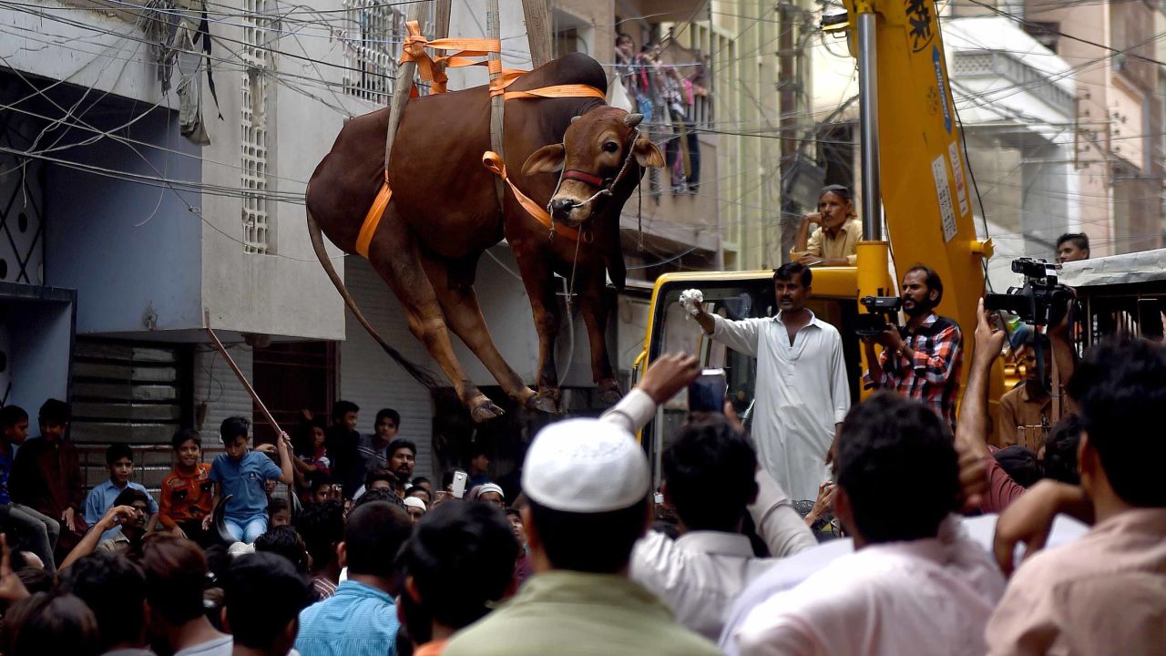 Pakistani residents watch as a crane lifts a bull from the roof of a building in preparation for Eid al-Adha, in Karachi.