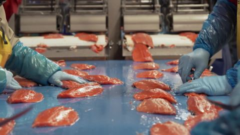 Bristol Bay, one of the world's last pristine salmon spawning grounds, supports the local fishing industry.