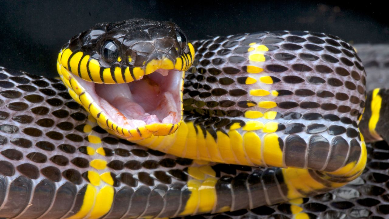 He's stripey, he's shy, and he got a taste of freedom.