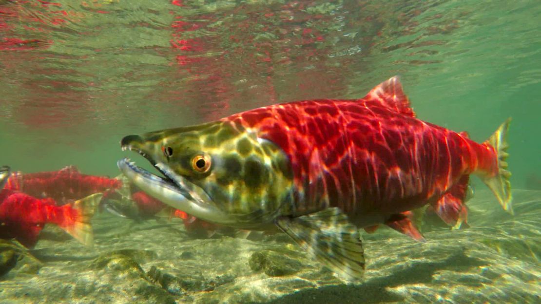 The Bristol Bay watershed is one of the world's most valuable wild salmon fisheries.