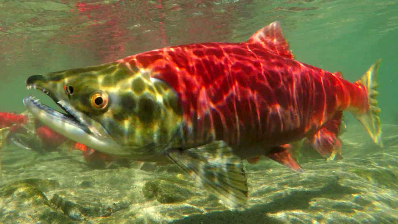 The Bristol Bay watershed is one of the world's most valuable wild salmon fisheries.