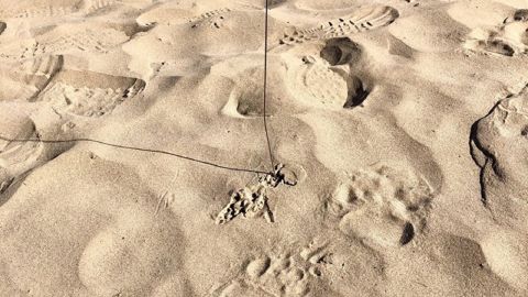 Utah Division of Wildlife Resources officials said they found the bear's tracks in the sand along the river.