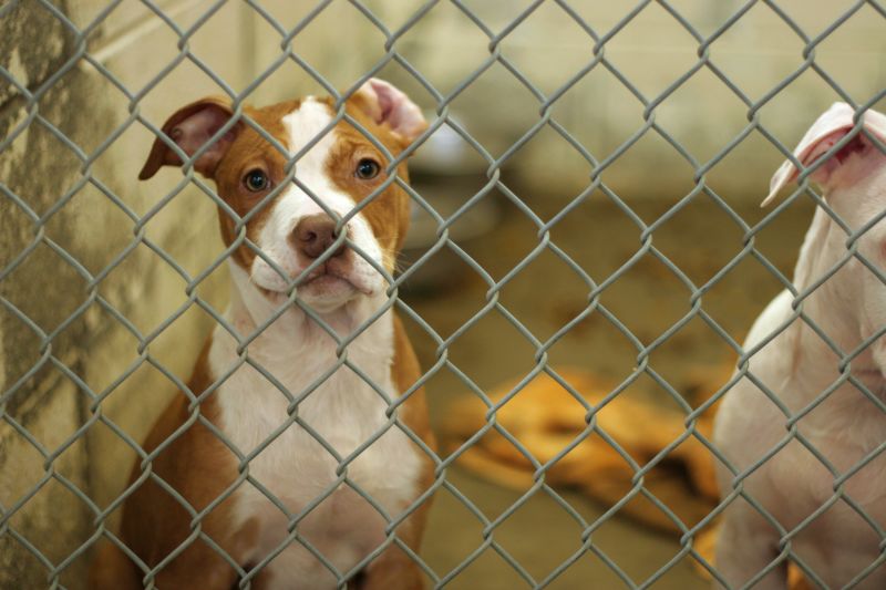 Do Shelters Really Kill Dogs