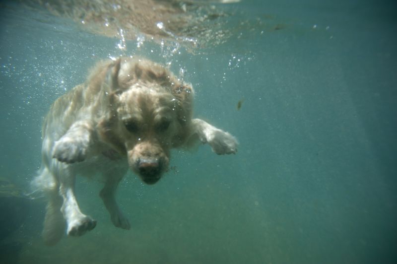 What Happens If A Dog Drinks Salt Water