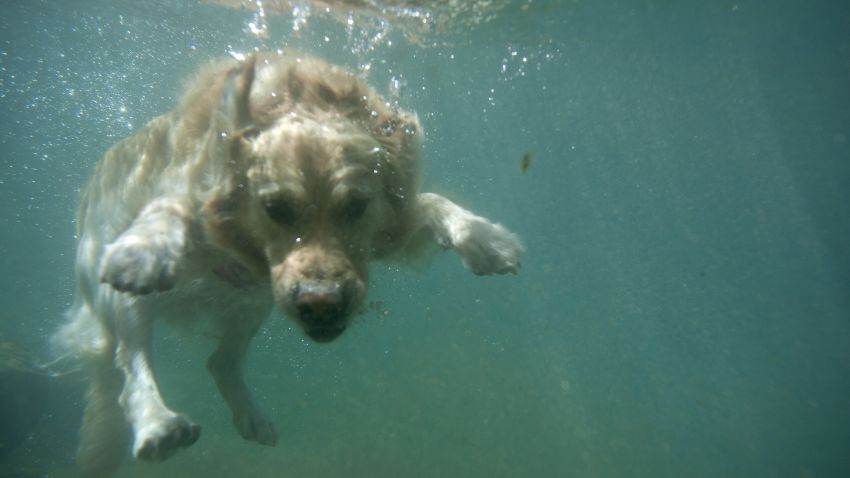 "Corso" the dog swims into the Guadiaro river at "La Cueva del Gato" (The Cove of the Cat) during a hot summer day near Benaojan, in southern Spain on July 23 
, 2014.   AFP PHOTO/ JORGE GUERRERO        (Photo credit should read Jorge Guerrero/AFP/Getty Images)