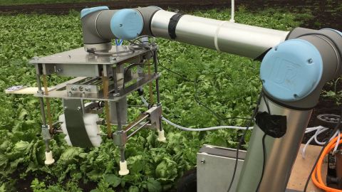 The Vegebot uses machine learning to identify ripe, immature and diseased lettuce heads