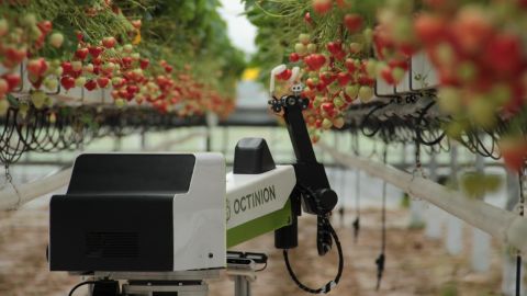 Octinion's robot picks one strawberry every five seconds