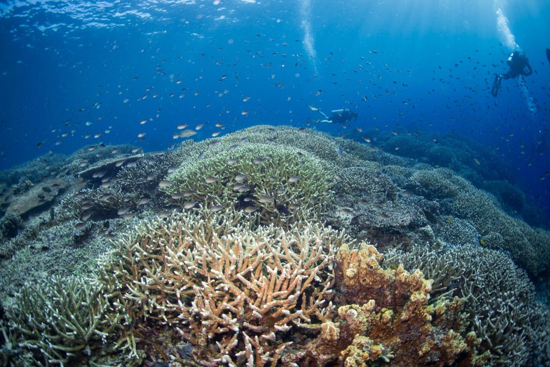 Corals in the waters of Borneo, Malaysia.