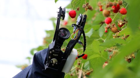 Fruit picking robots like this one, developed by Fieldwork Robotics, operate for more than 20 hours a day