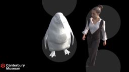 Grab from video illustration. From press release: A new species of giant penguin -- about 1.6 metres tall -- has been identified from fossils found in Waipara, North Canterbury.