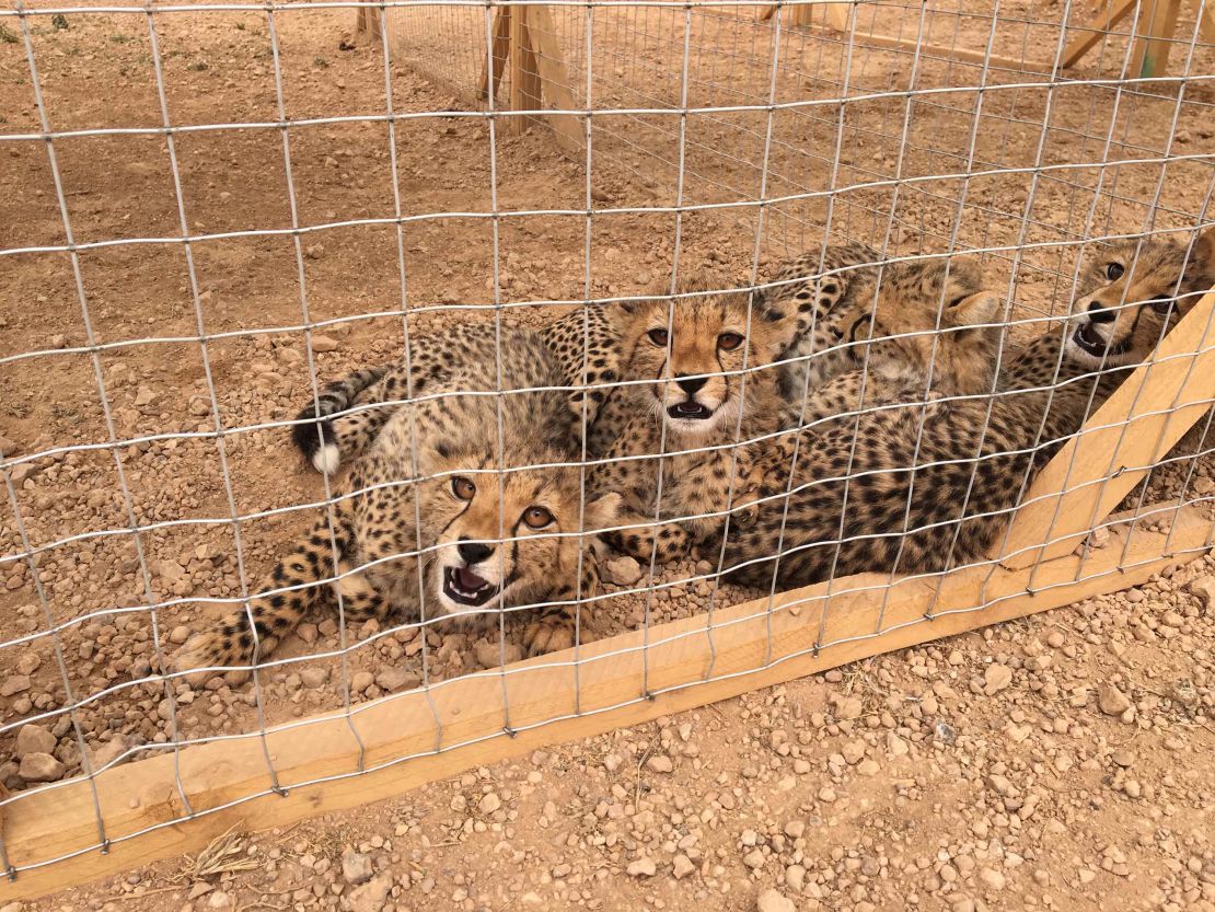 Three rescued cheetahs at CCF's safehouse. Around 300 cubs are smuggled out of Somaliland every year. 