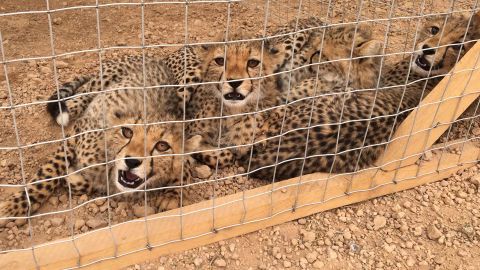 Three rescued cheetahs at CCF's safehouse. Around 300 cubs are smuggled out of Somaliland every year. 