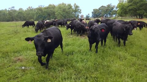 Cattle on Harris' farm.