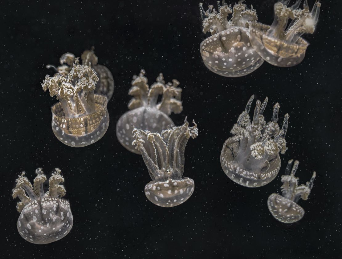 Upside Down Jellyfish by Mary Anne Chilton. Instead of swimming, this species spends its time pulsing up and down in the water. Their diet is sea plankton and their coloration comes from the uptake of algae in the water.