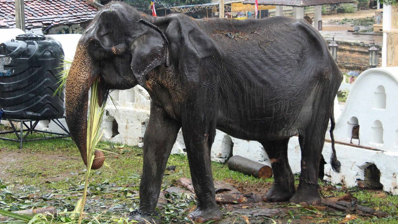 The photo of Tikiri, taken on August 13, 2019, has prompted outrage about the exploitation of elephants in such parades and attractions