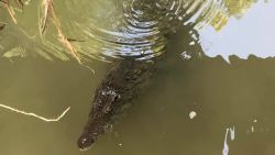 Ohio crocodile trnd 0815