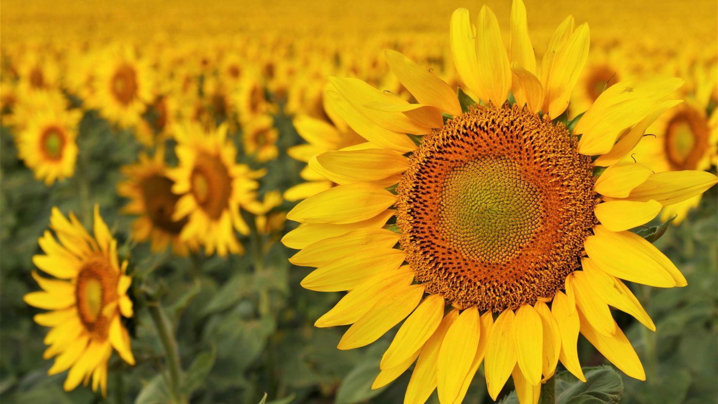 A sunflower super bloom explodes in North Dakota | CNN