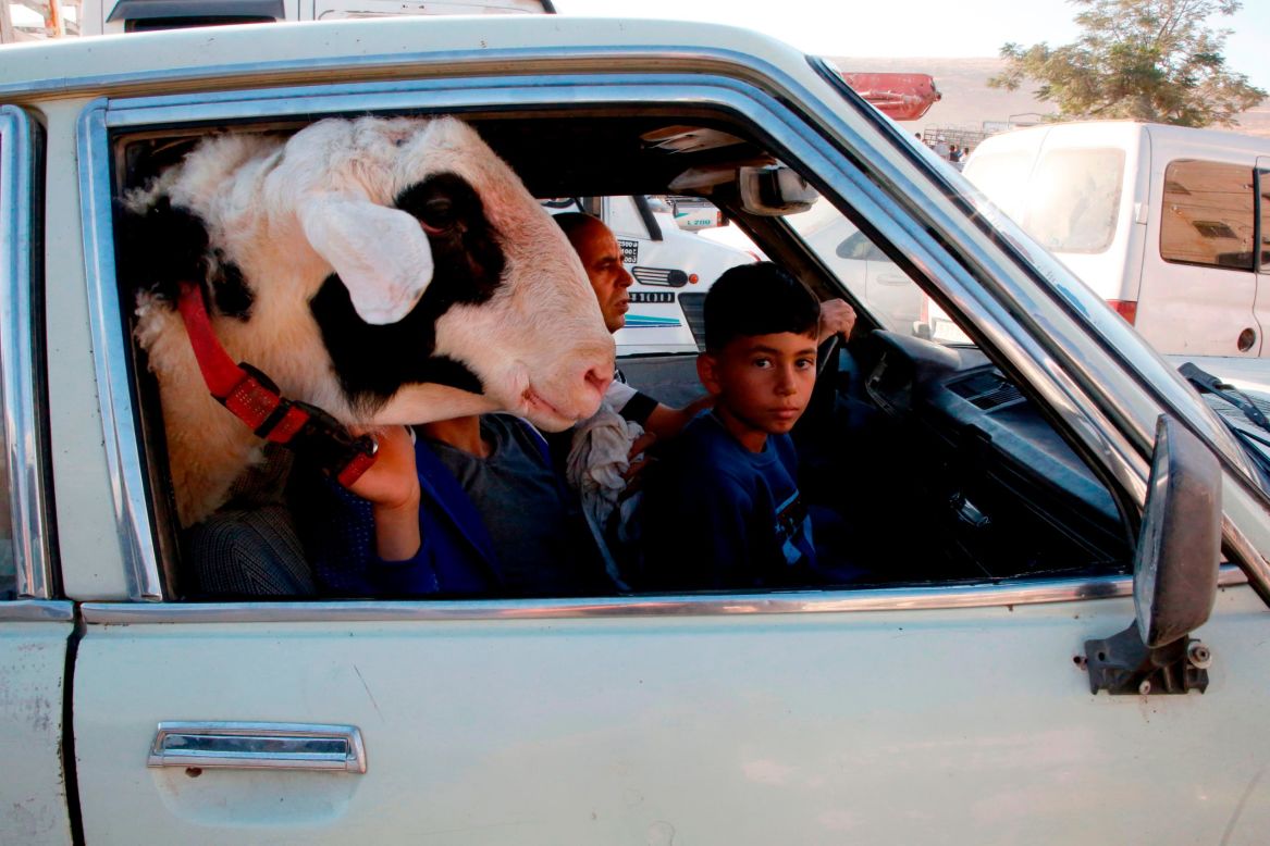 A goat rides next to a boy on their way to a livestock market in Hebron, West Bank, on Friday, August 9.