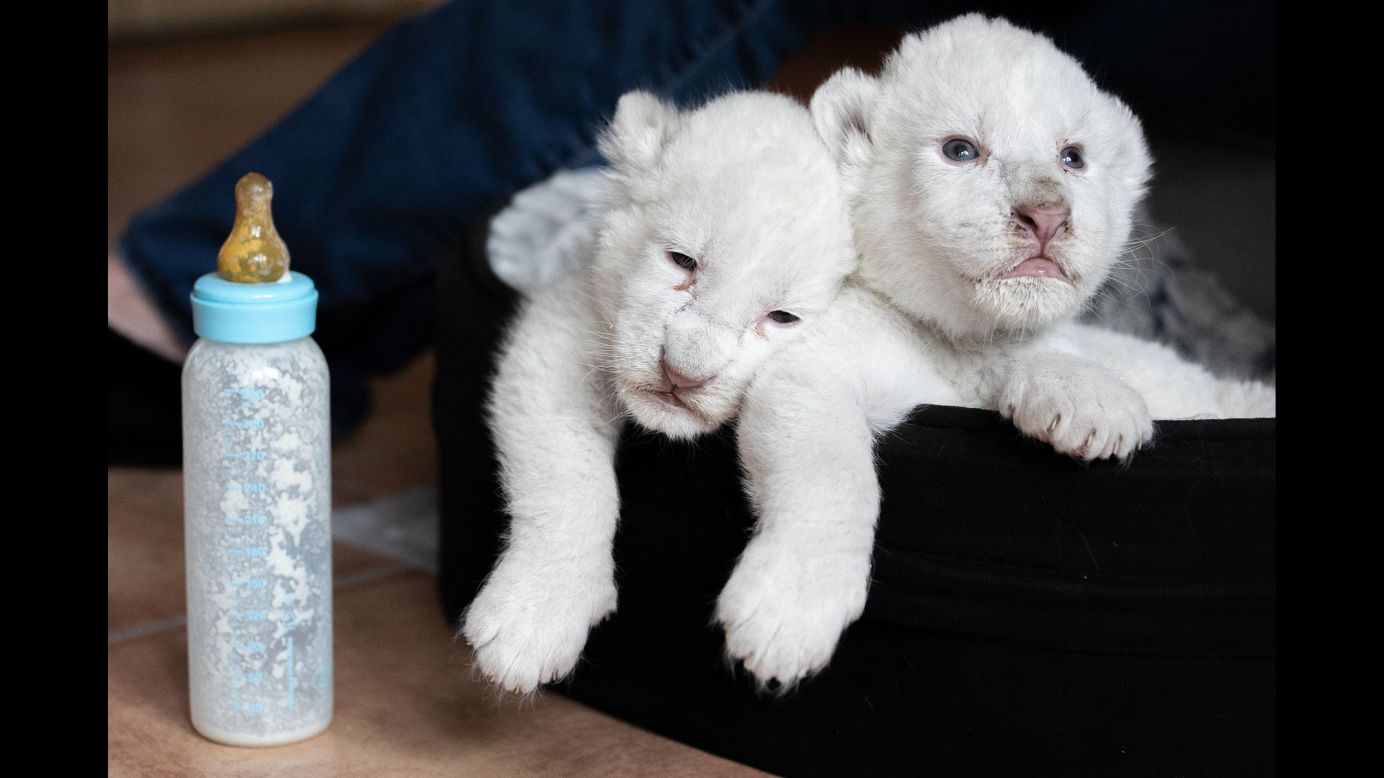 Newborn white lions rest in a basket after drinking milk at an animal sanctuary in La Mailleraye-sur-Seine, France, on Sunday, August 11.