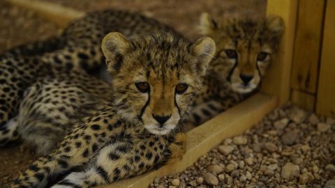 Two of 32 rescued cheetahs currently at CCF's safehouse in Hargeisa. The cats get fed fresh camel meat twice a day, with a sprinkling of "Predator Powder" to give them nutrients they would only get in the wild.