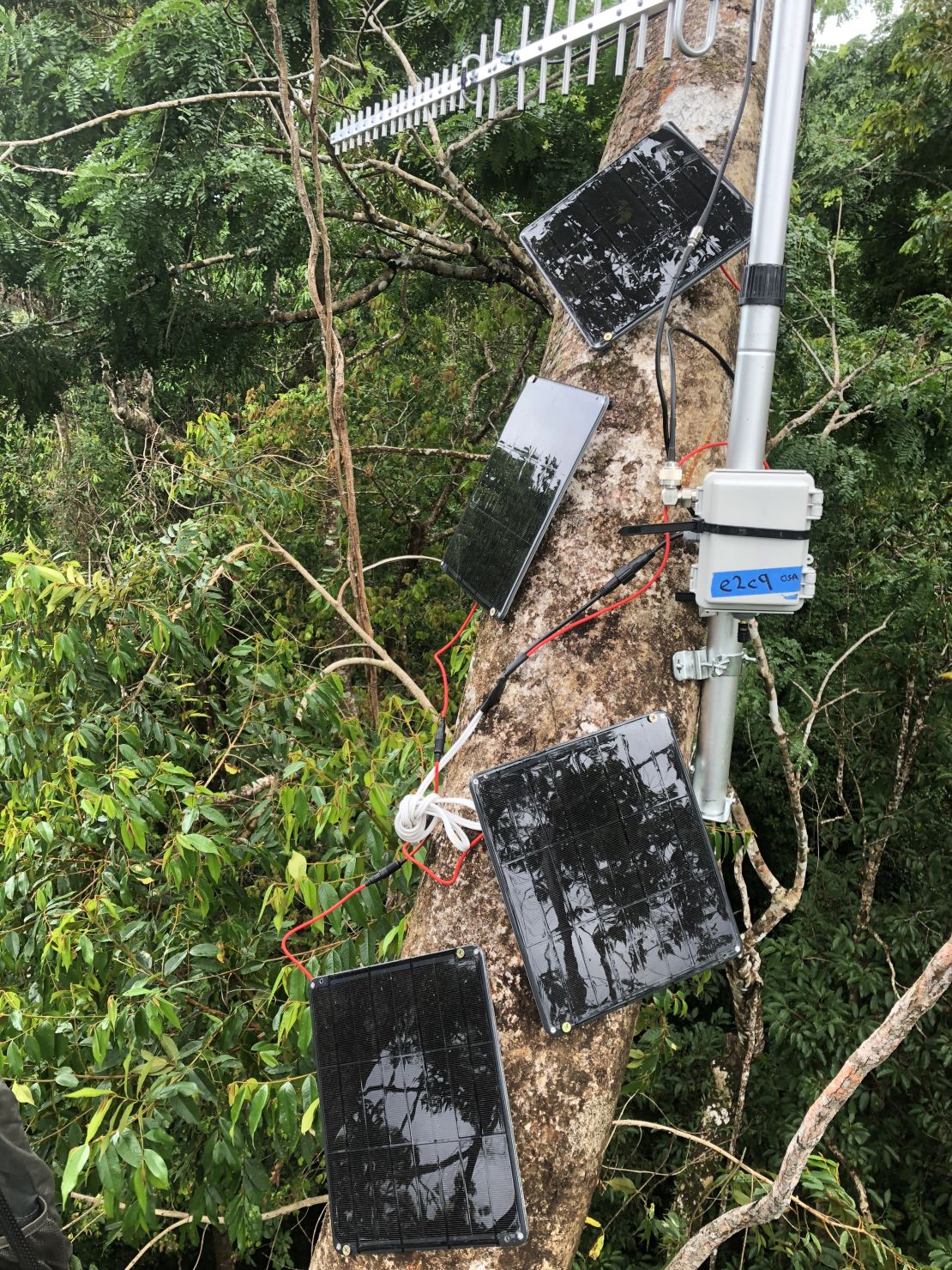 Rainforest Connection's devices, high in the canopy.